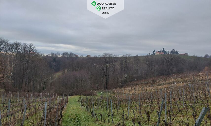 Realty Slovenia Vineyard + 5% Annual Income for 10 Years: 1