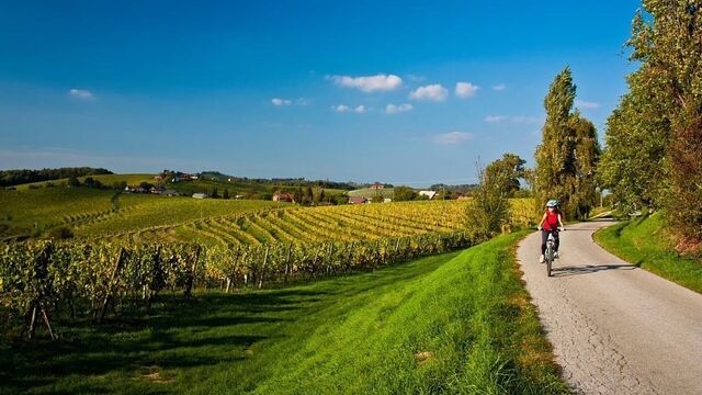 Vineyard + 5% Annual Income for 10 Years