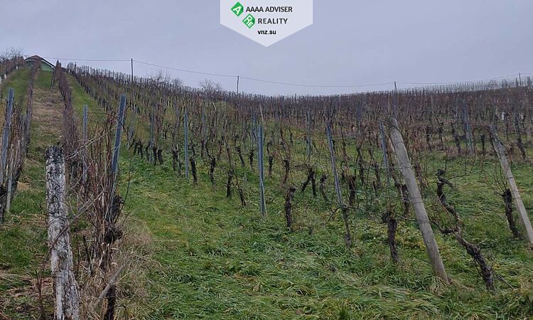 Realty Slovenia Vineyard + 5% Annual Income for 10 Years: 5