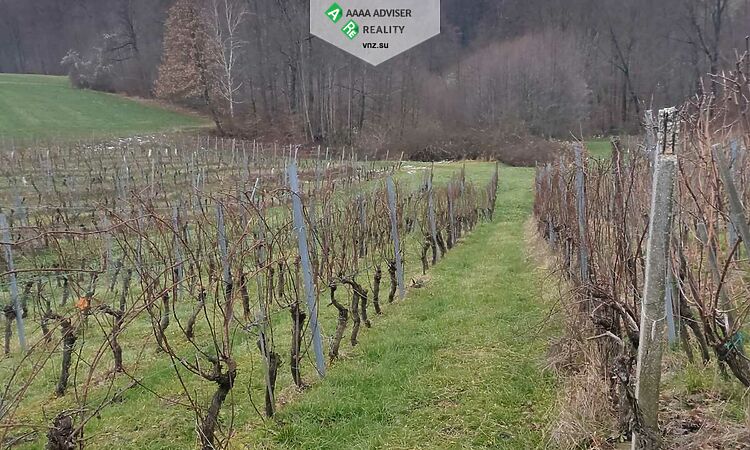 Realty Slovenia Vineyard + 5% Annual Income for 10 Years: 6