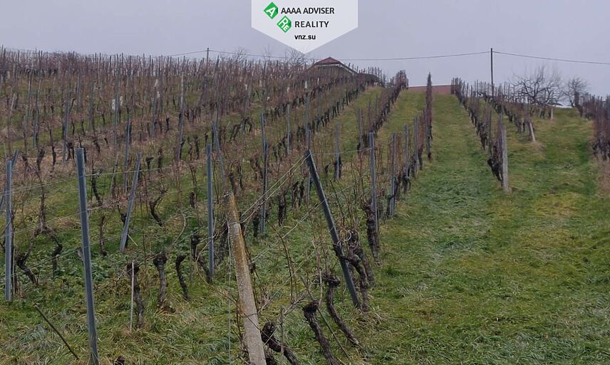Realty Slovenia Vineyard + 5% Annual Income for 10 Years: 3