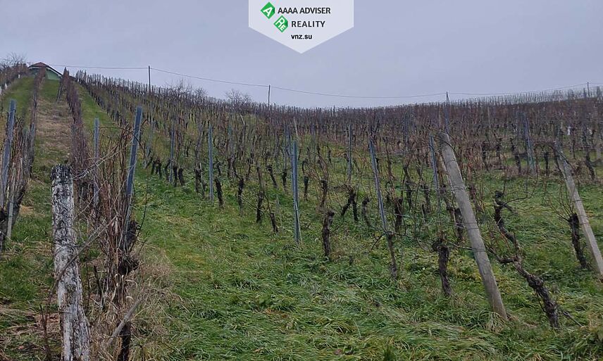 Realty Slovenia Vineyard + 5% Annual Income for 10 Years: 5