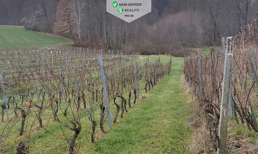 Realty Slovenia Vineyard + 5% Annual Income for 10 Years: 6