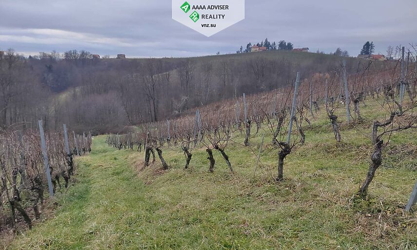 Realty Slovenia Vineyard + 5% Annual Income for 10 Years: 7